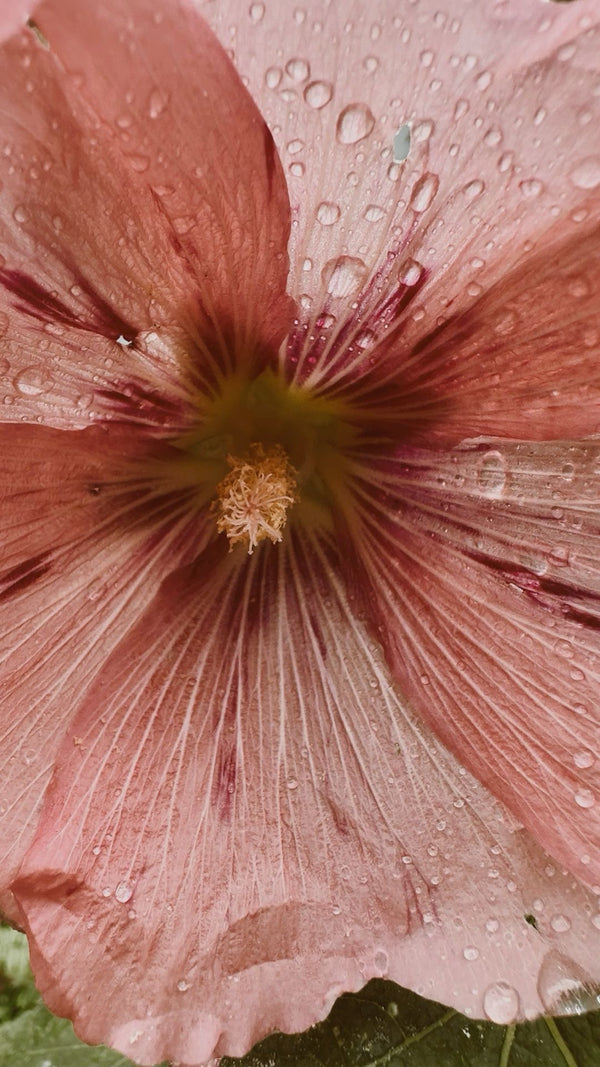 100% Plant Based Fragrance